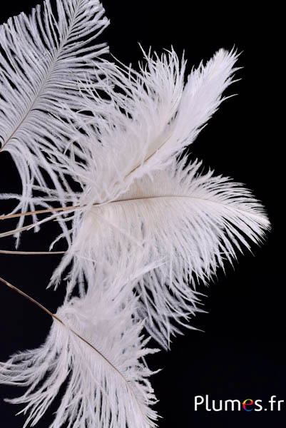 Panicule autruche - 15-21 cm - blanc-crème